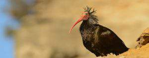 Sliders-ICBEU-ibis